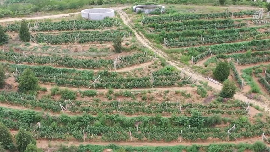 小葡萄助力“袖珍村”脱贫